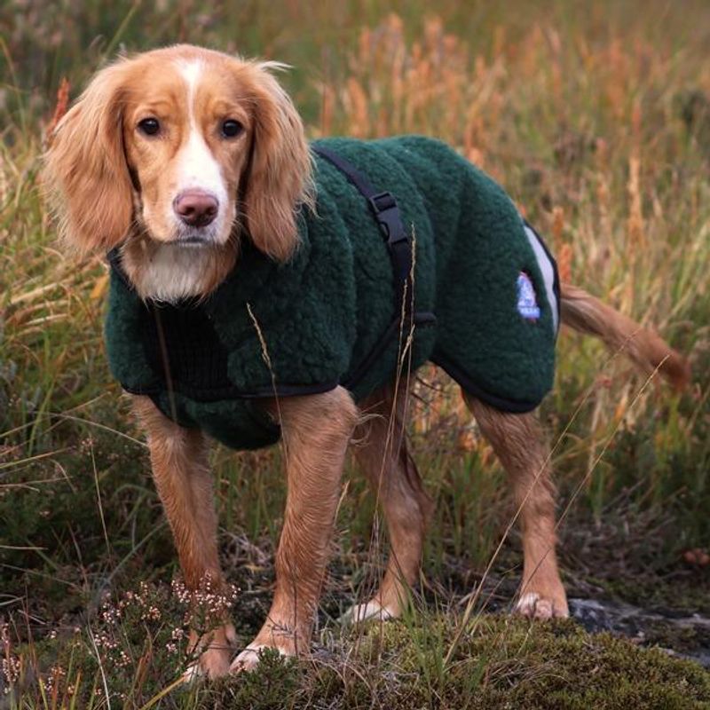 Selva  ulldekken hund