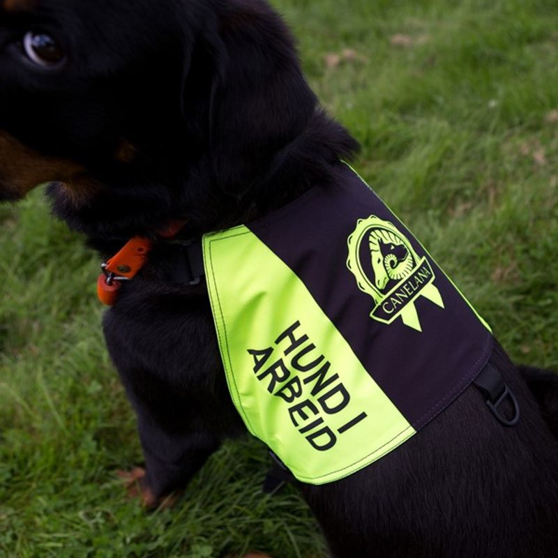 Canelana markeringsdekken-treningsvest hund: hund i arbeid
