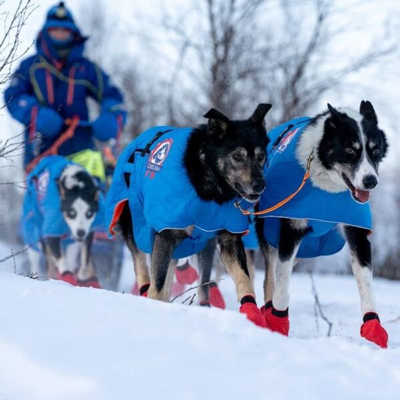 Canelana Racing - dog coat wool lining for sleddogs