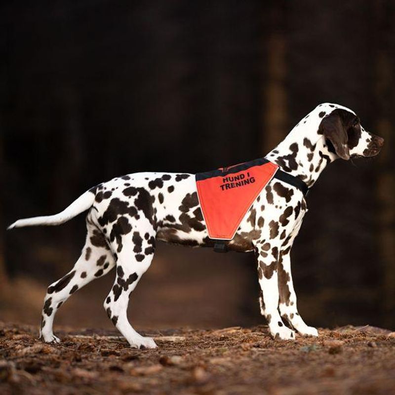 Canelana markeringsdekken-treningsvest hund: hund i trening