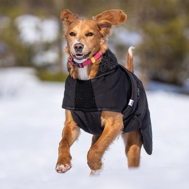 Thermo black - thick 100% wool dog coat with softshell 