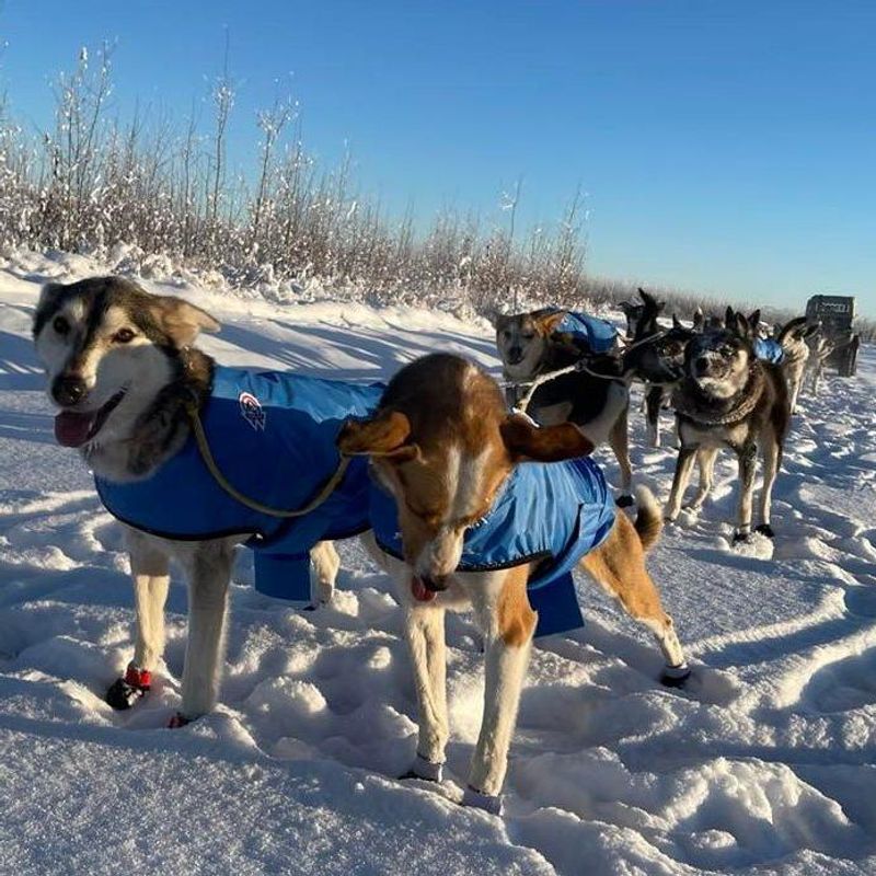 Canelana Windy 8-11 pcs