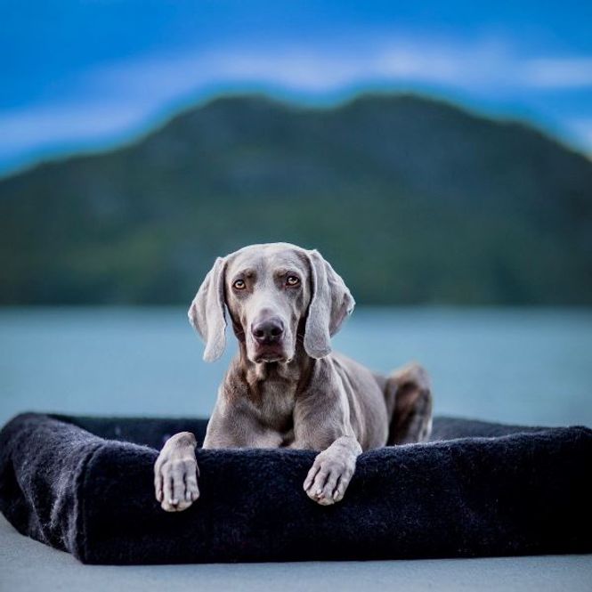 Hovedbilde Canelana 100% ull trekk til hundeseng, sort