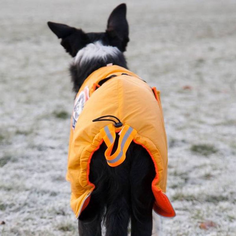 Sporting - activity coat dog with 100% wool lining