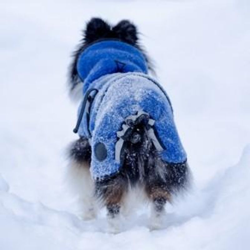 Lana blue - thin wool dog coat
