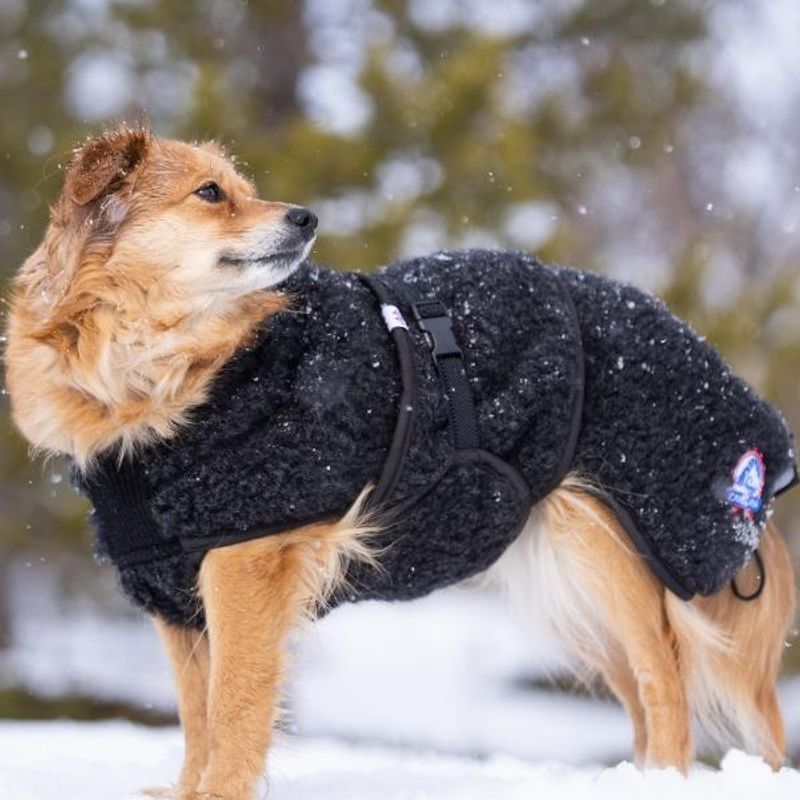 Ambassadør ulldekken hund