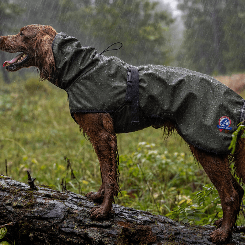 Cover grønn vind-/regndekken hund