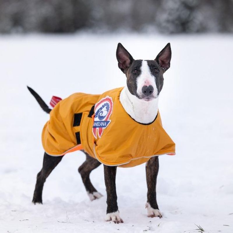 Sporting - activity coat dog with 100% wool lining