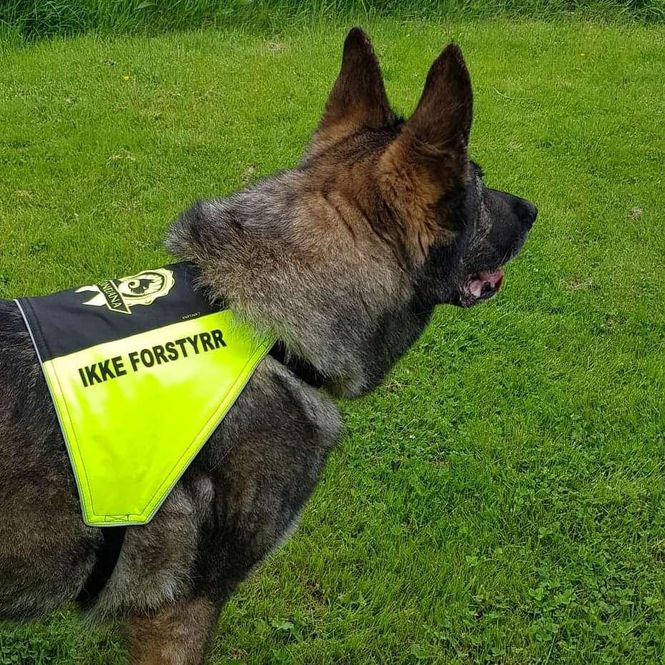 Hovedbilde Canelana markeringsdekken-treningsvest hund: ikke ...