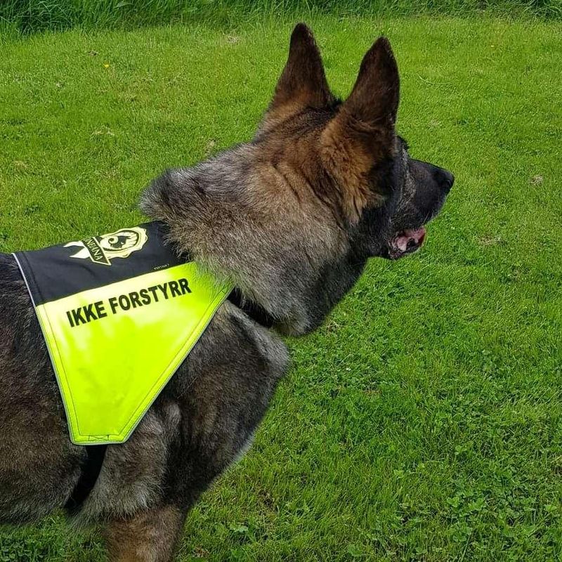 Canelana signal vest dog: ikke forstyrr