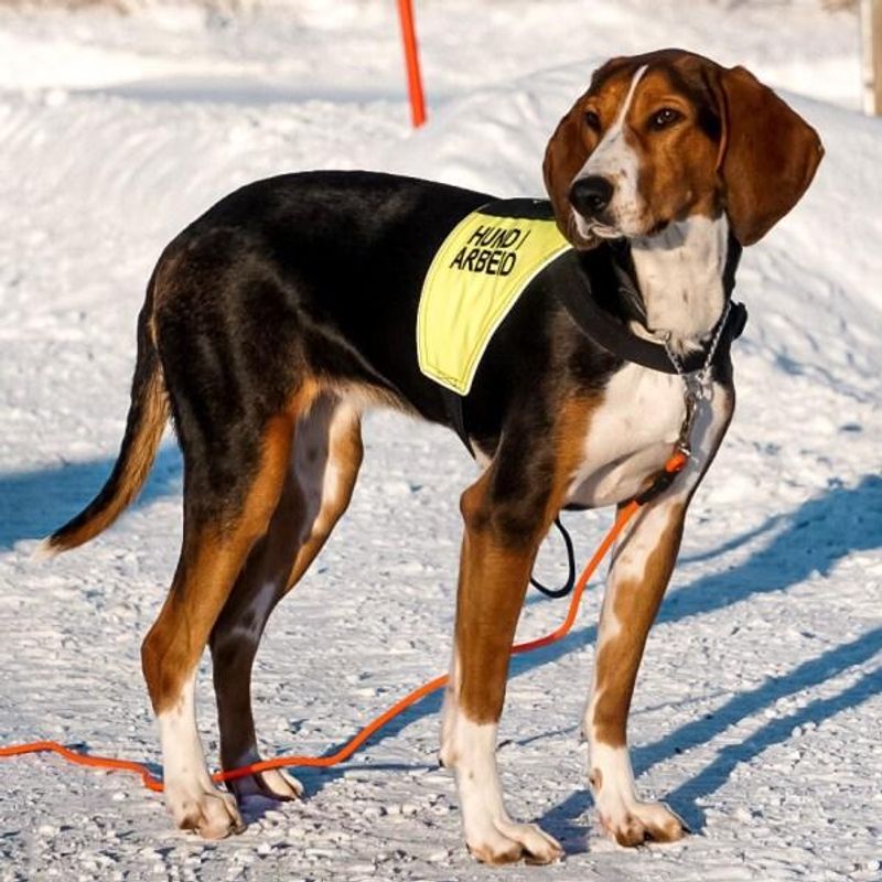 Canelana markeringsdekken-treningsvest hund: hund i arbeid