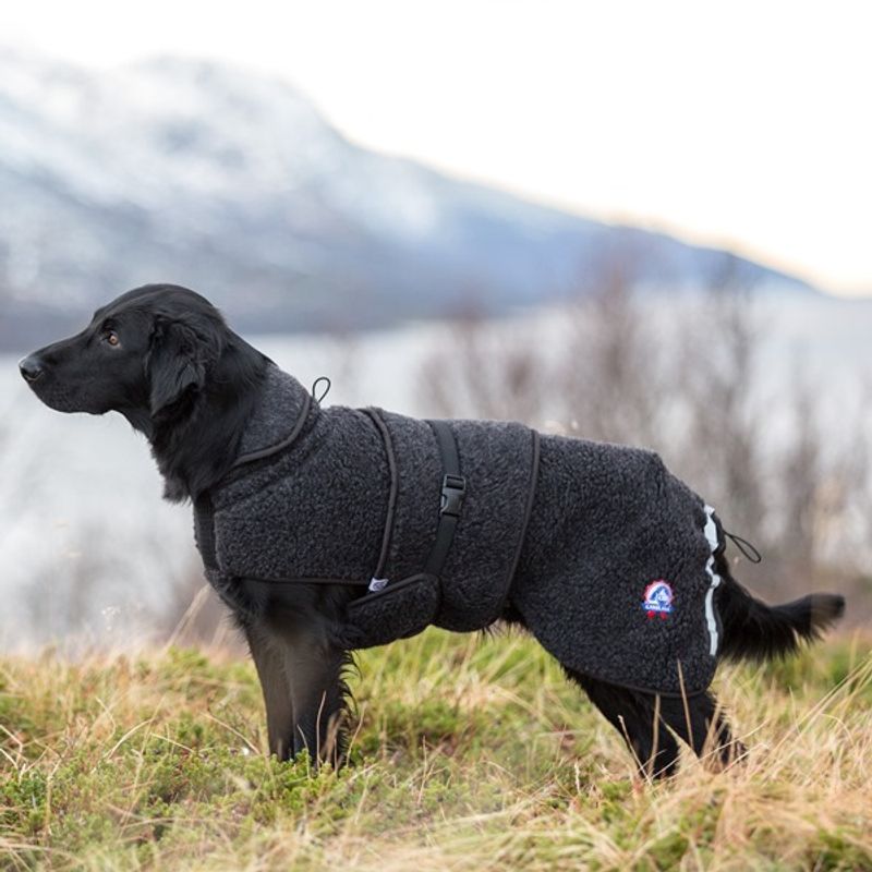 Ambassadør ulldekken hund