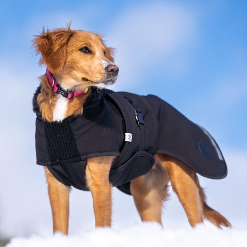 Thermo black - thick 100% wool dog coat with softshell 