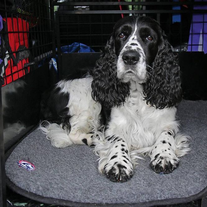 Hovedbilde Canelana 100% ullmadrass hund - vanntett ...