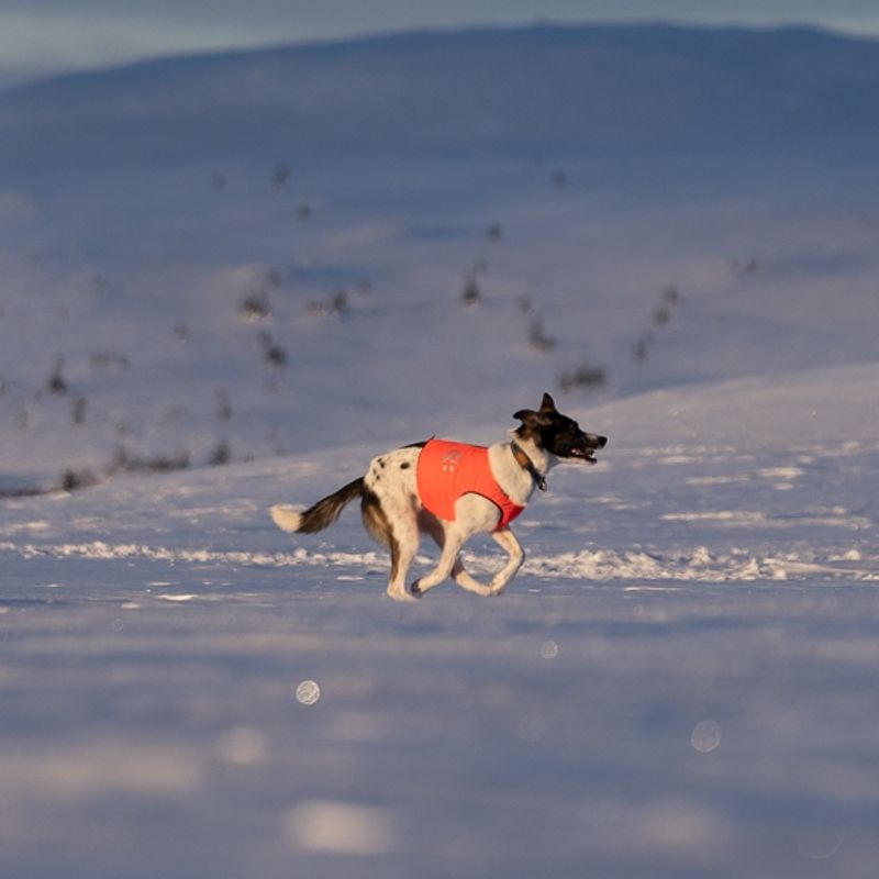 Signal- Protection vest dog with 100% wool lining dog