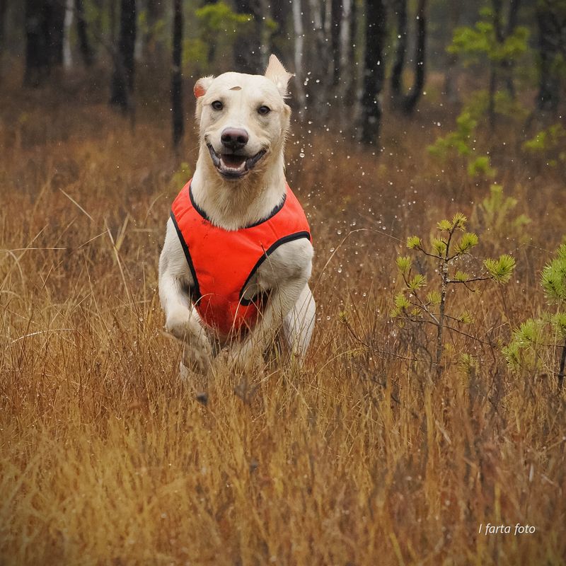 VISIO synlighets- og jaktdekken