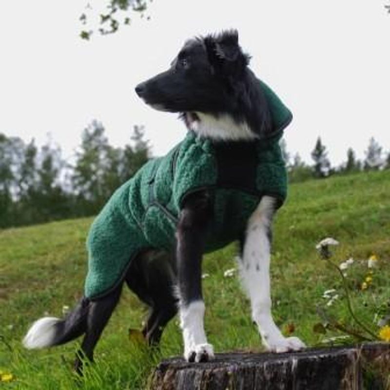 Selva  ulldekken hund